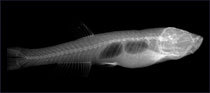 Biologie Röntgenbild Fisch