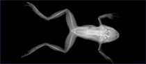 medical x-ray image frog